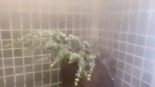 Ellie The Empress Steamed Tits Onlyfans