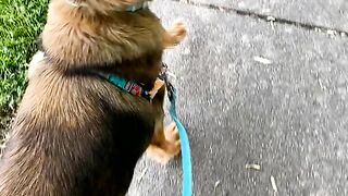 Yungestnugget Onlyfans (Video 81)