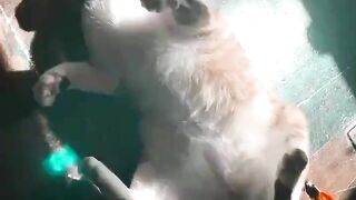 Lasirena69 (Video 2)